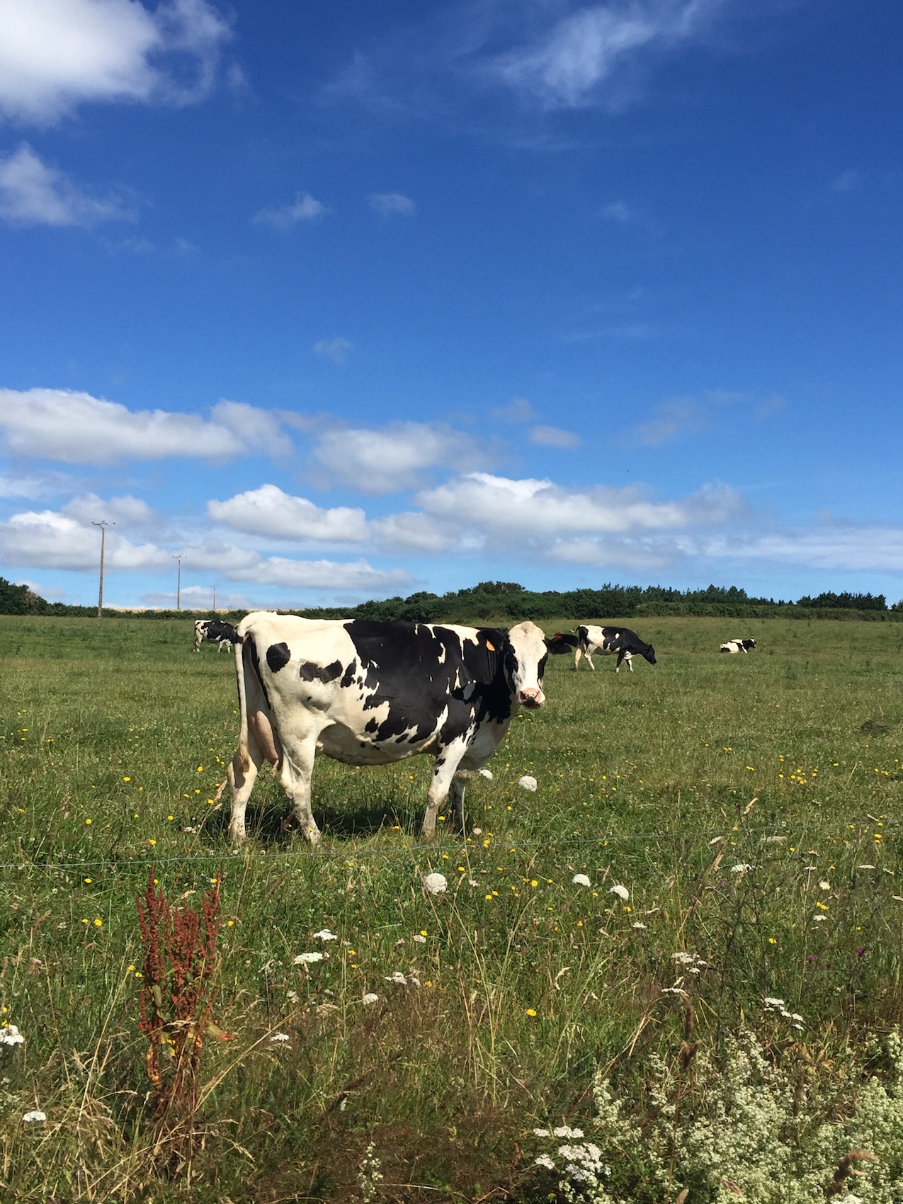 bretagne-a cow